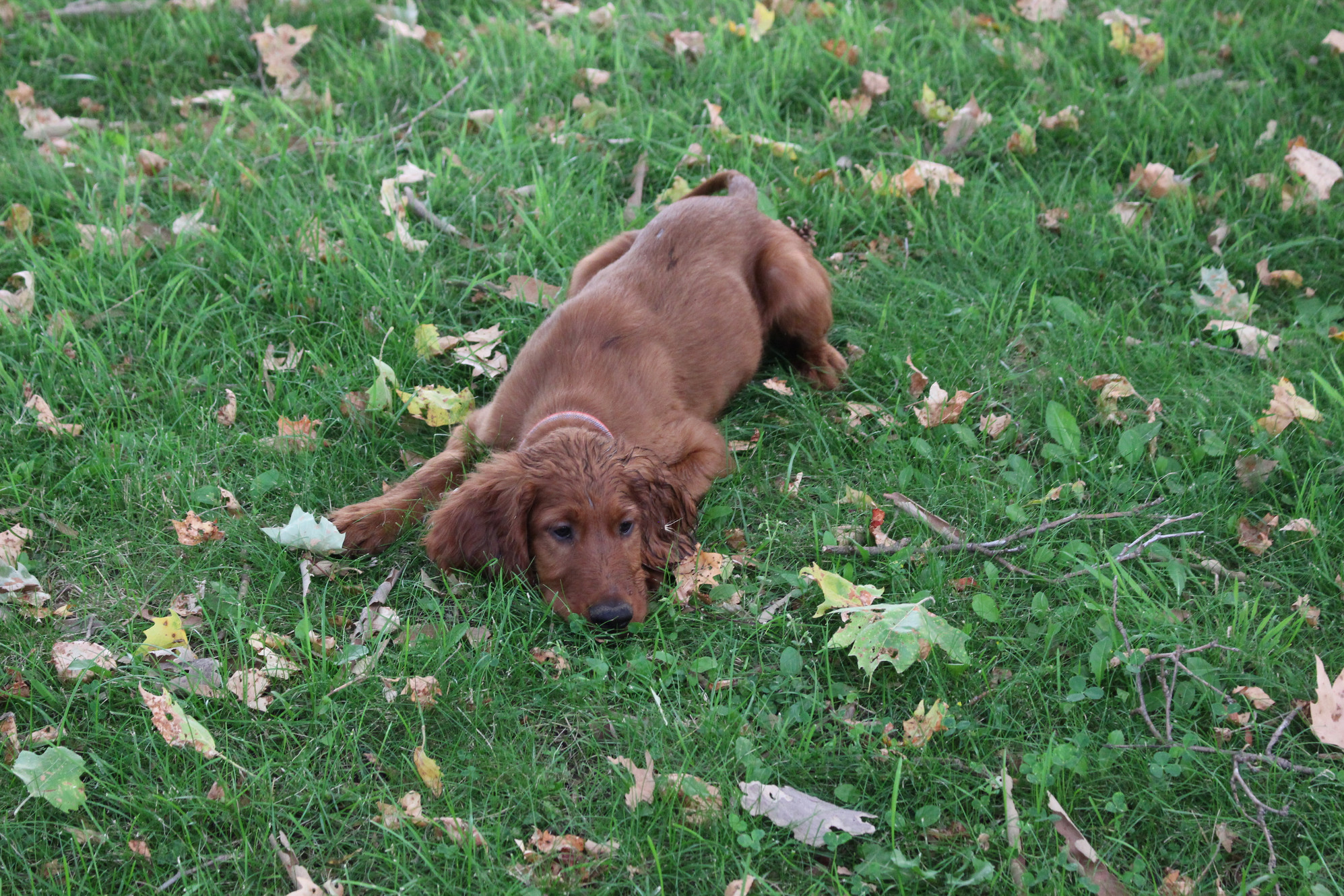Irish Setter Puppies California Evocati Ranch