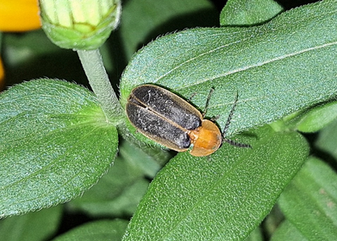 《殊勝的訪客─草地裡的星星》