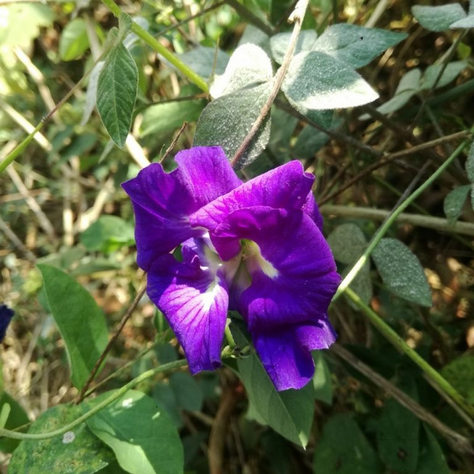 圓帛師-25650630止觀禪園修行心得寫作—超越果報的體會故事之一