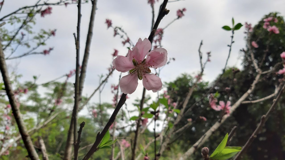 菩薩道的學行
