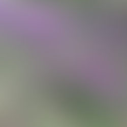 佛元2566年3月31日【法性寶林附設臺南市詠善社會服務協會關懷弱勢 補助楠西里曹○○喪葬費】