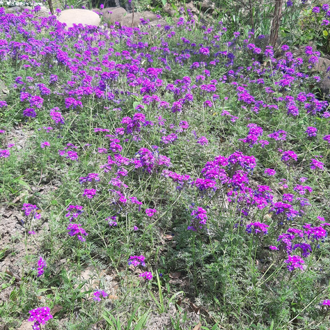 佛元2566年3月31日【法性寶林附設臺南市詠善社會服務協會關懷弱勢 補助楠西里曹○○喪葬費】