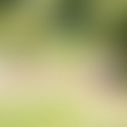 佛元2564年11月28日比丘僧團進行六波羅蜜之路的石柱堆砌