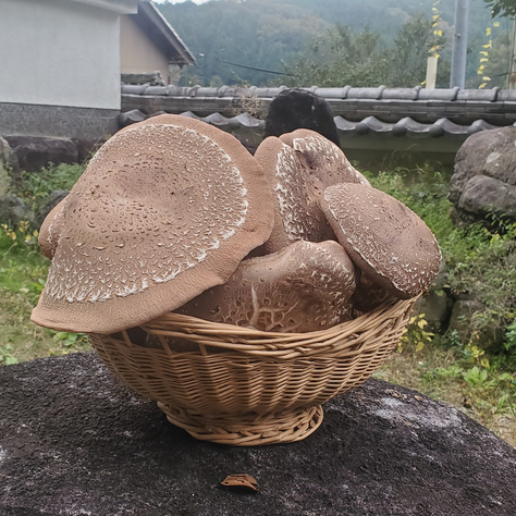 2567.11.04開示法語