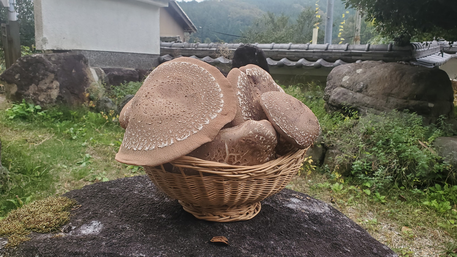 2567.11.04開示法語