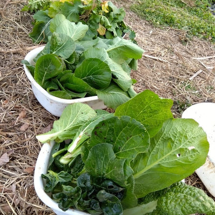 12/20 収穫した野菜