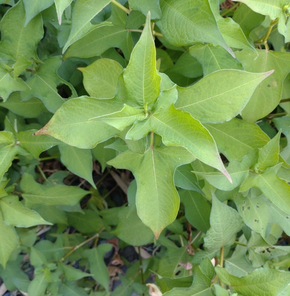 野草2