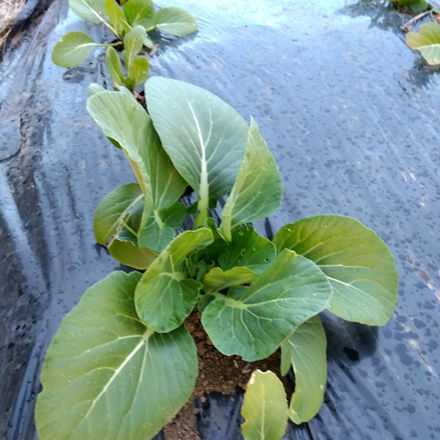 1/7 べんり菜