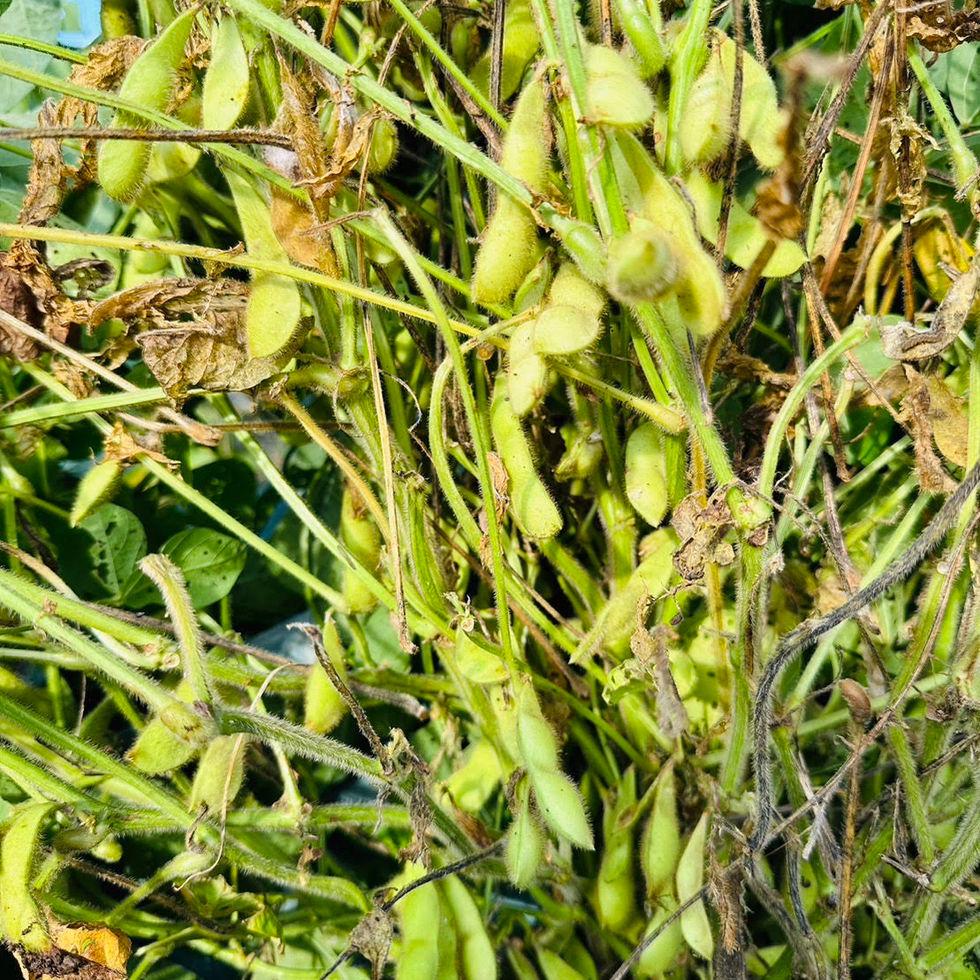 10月11日 枝豆