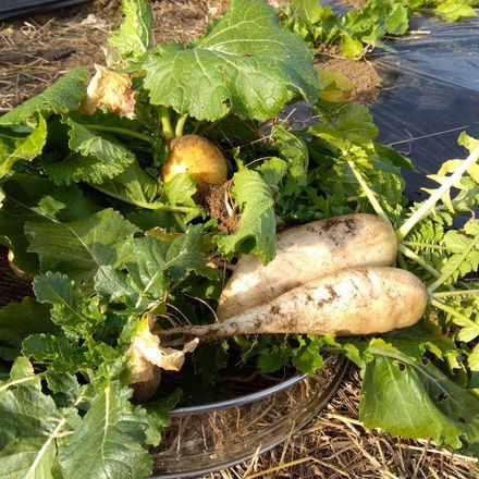 12/20 収穫した野菜 カブ 大根