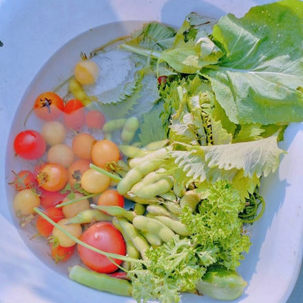 7/27 収穫した野菜