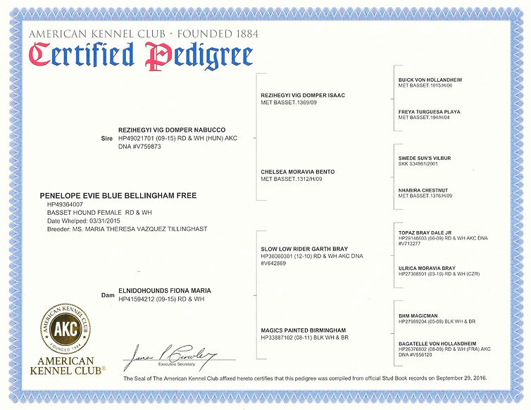 Penelope Pedogree