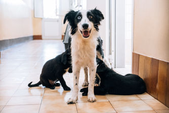 La storia di Mami e dei suoi cuccioli