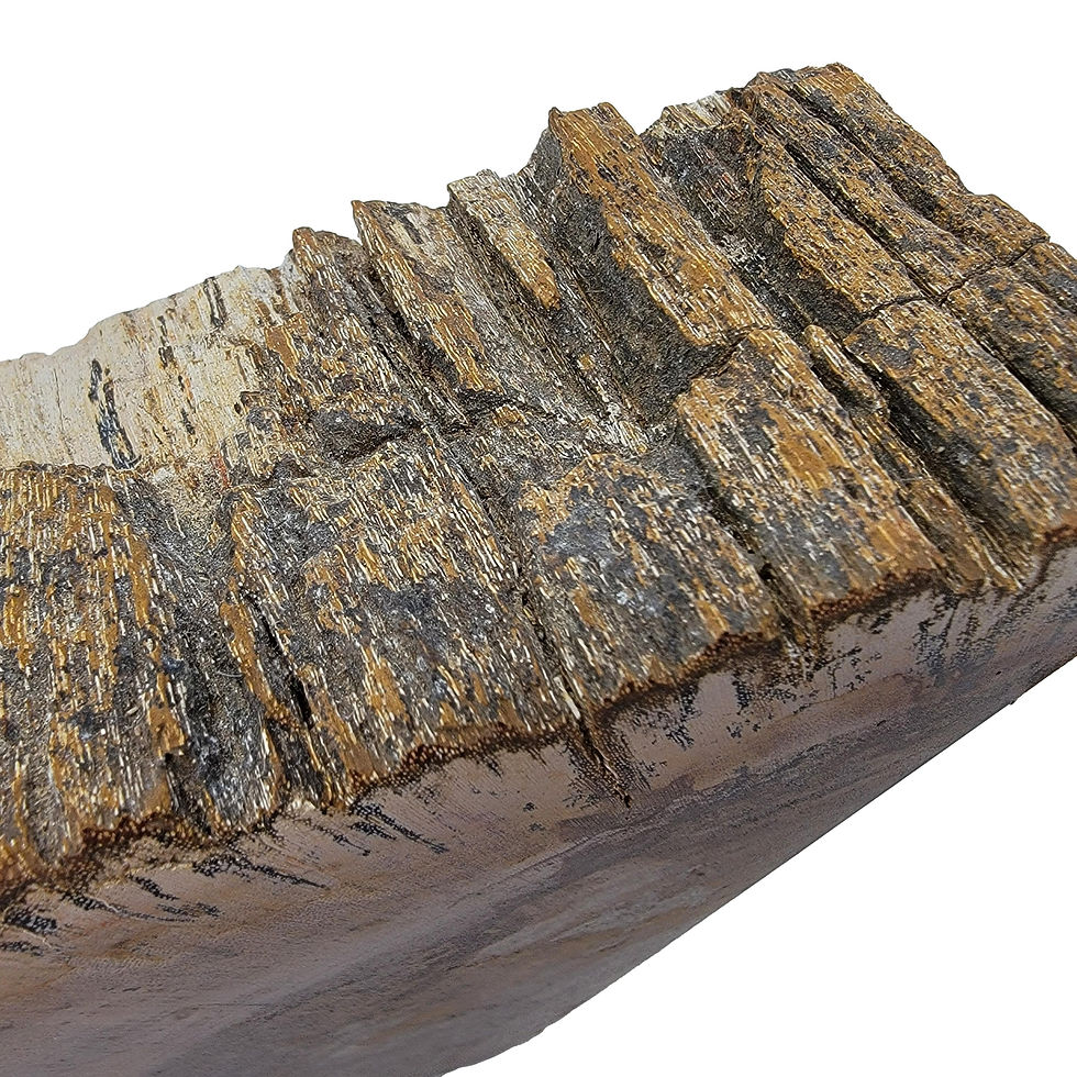 Thumbnail: Petrified Wood Bookends