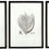 Thumbnail: Six Monochromatic Fern Prints