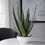 Thumbnail: Oversize Faux Aloe Planter