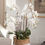 Thumbnail: 36" White Phalaenopsis Orchid Faux Floral Drop In