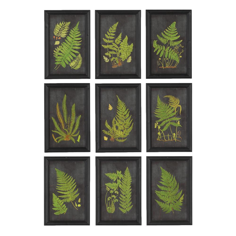 Nine Framed Fern Prints