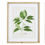 Thumbnail: Six Bright Green Leaf Study Prints