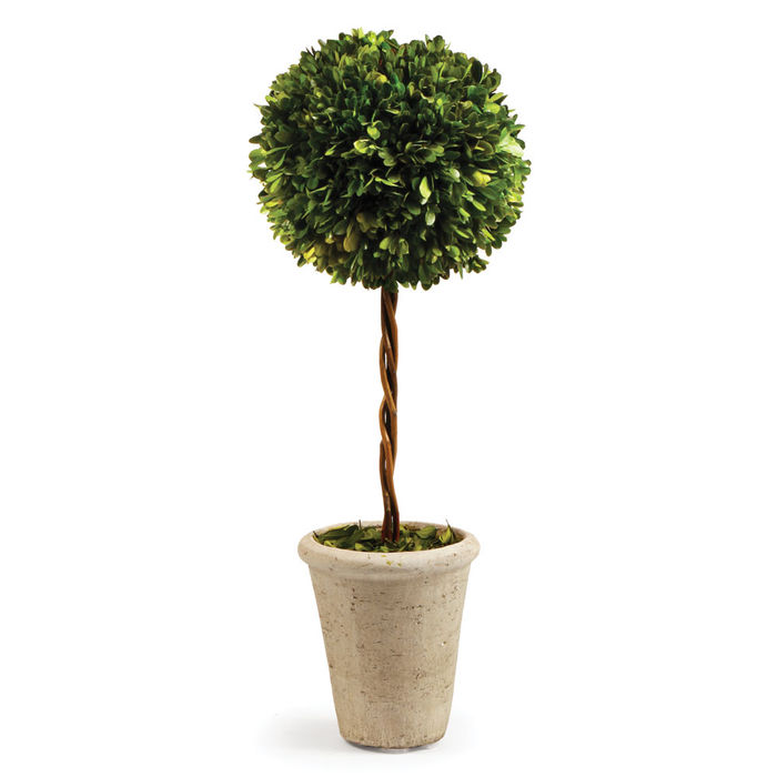 Thumbnail: English Boxwood Single Ball Tree Topiary