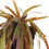 Thumbnail: 38" Trailing Mistletoe Rhipsalis Cactus Faux Plant Drop In