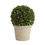 Thumbnail: English Boxwood Ball Topiary - 12"