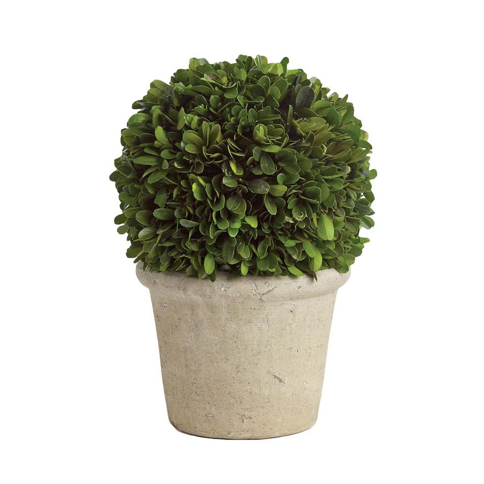 English Boxwood Ball Topiary - 12"