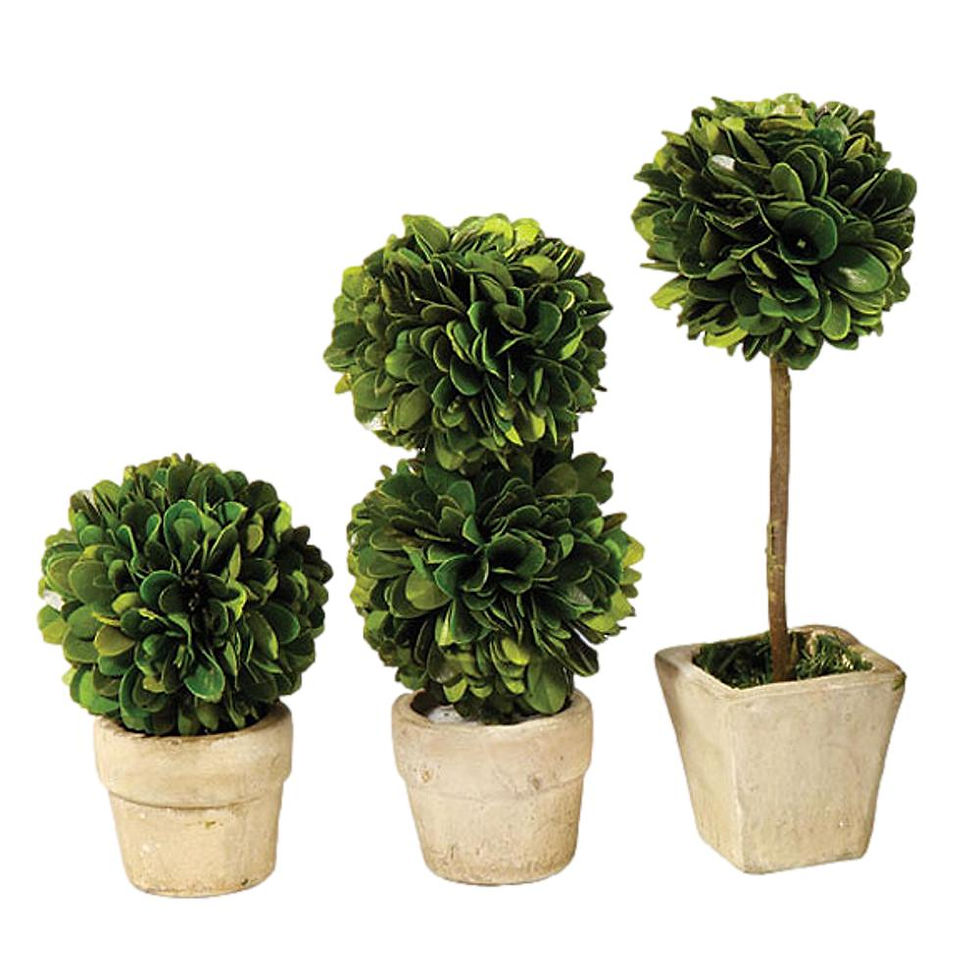 Thumbnail: Five Mini English Topiaries in Pots