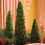 Thumbnail: Three Mini English Boxwood Trees