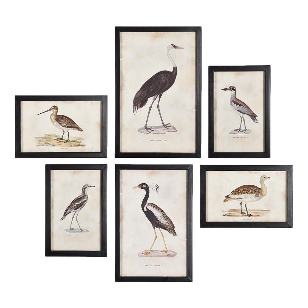 Set of 6 Waterfowl Prints