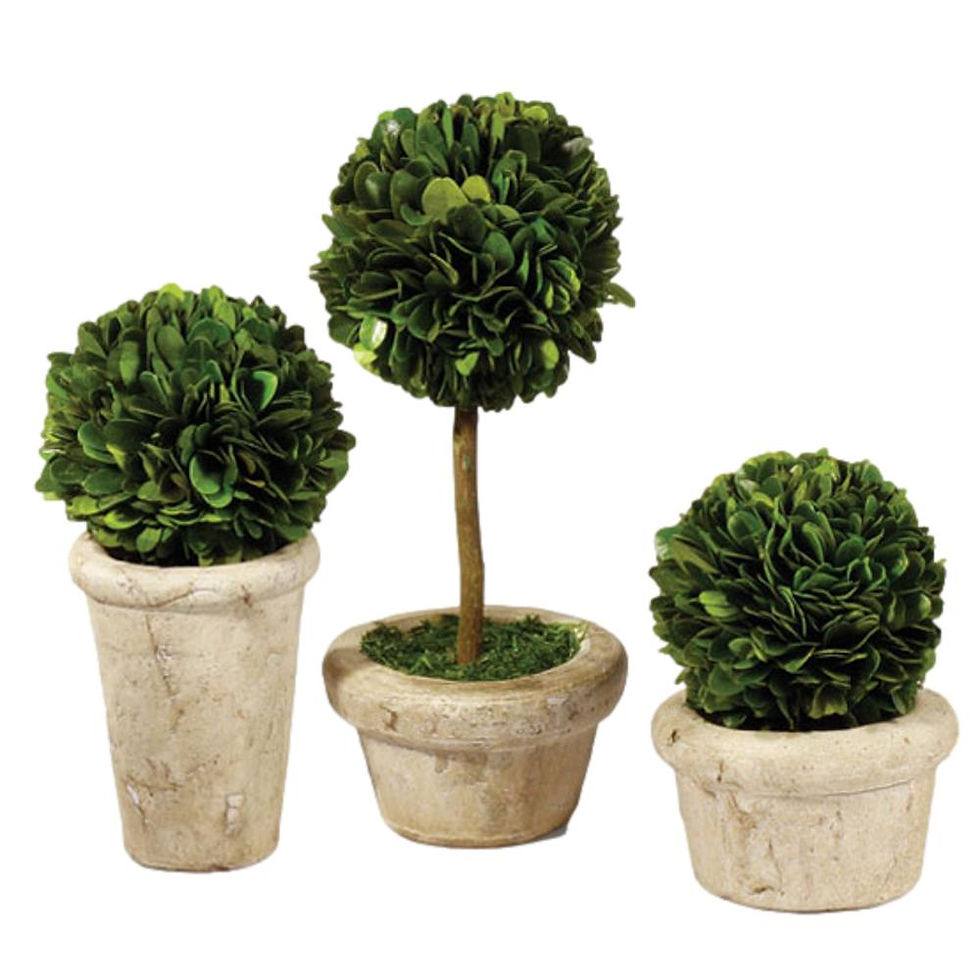 Thumbnail: Five Mini English Topiaries in Pots