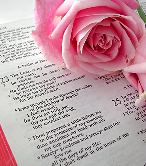 Bible Text