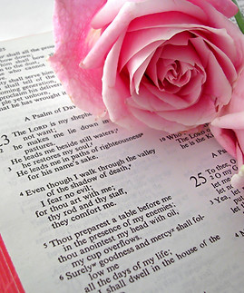 Bible Text