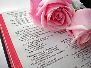Pink Roses On Bible