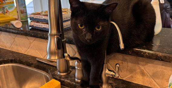 Black cat looking at a sink