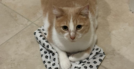 Orange and white cat with a cat nip mat