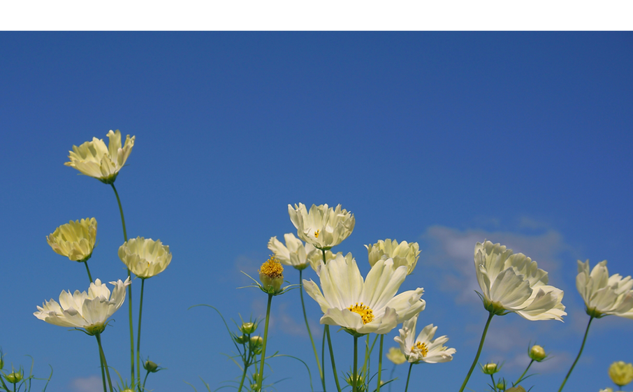 White cosmos flowers bloom under the blue sky, Osaka, Japan_edited_edited_edited.png