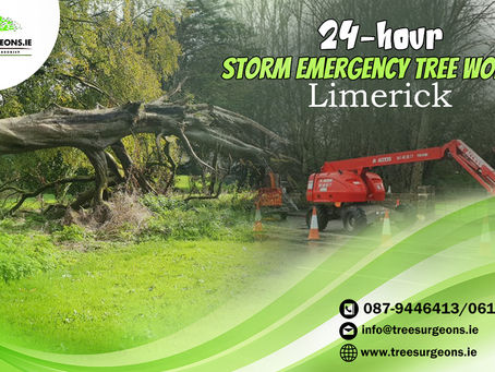 24-Hour Emergency Storm Tree Services in Limerick