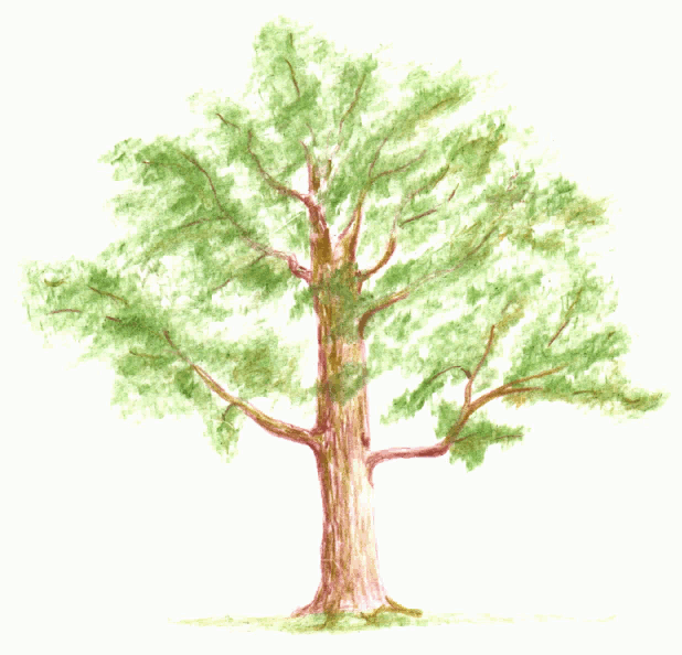 Baum und Schmetterling content media