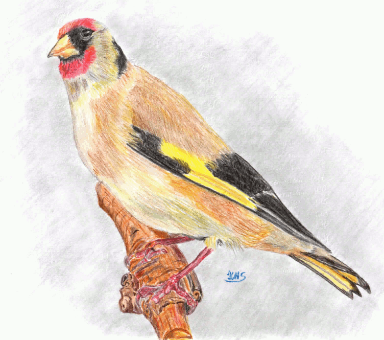 Weiterer Versuch eins Vogels content media