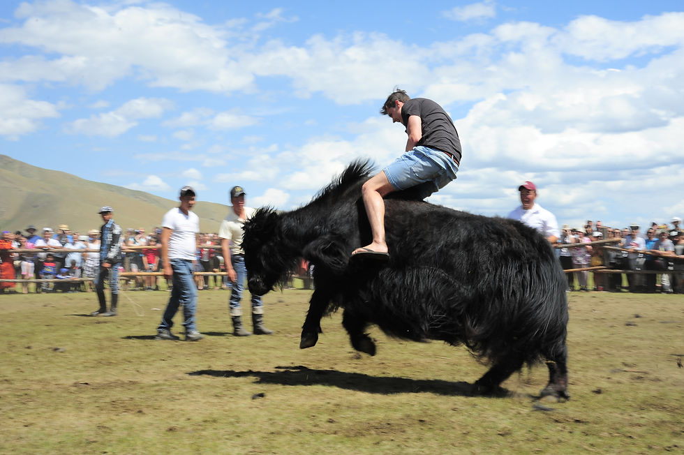Yak festival