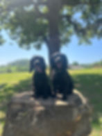 Spaniel Meet Up
