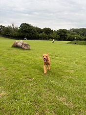 IMG_2013.jpeg