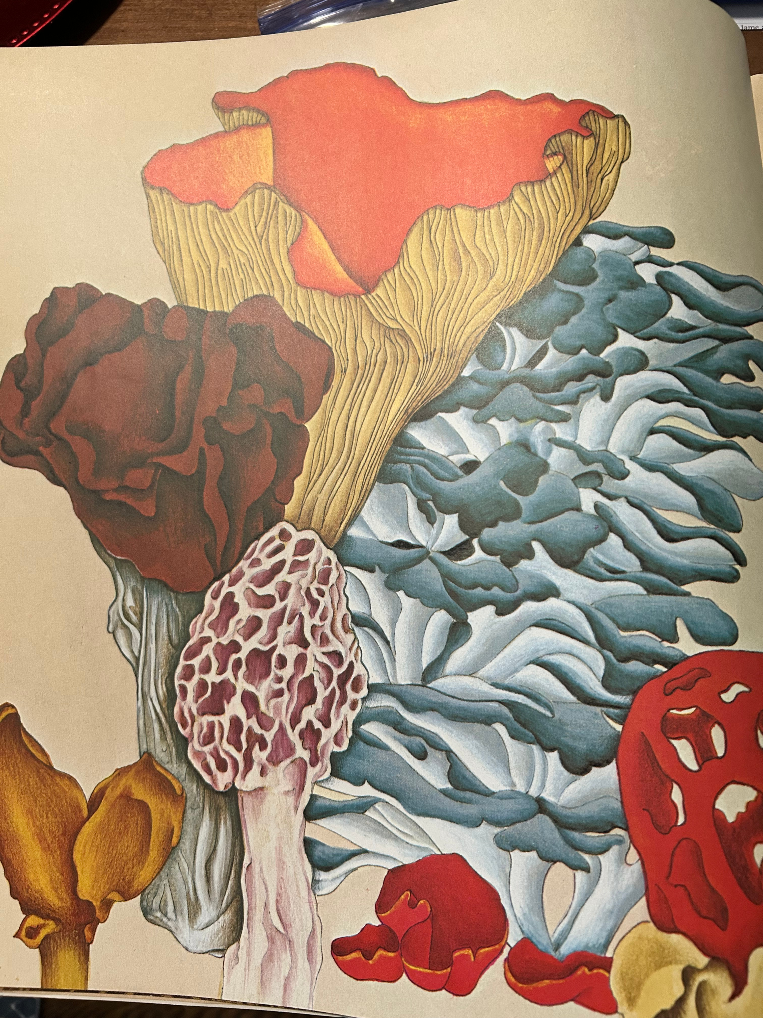 Shroom Salt - Culinary Seasoning