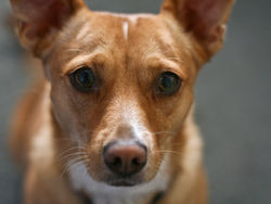 Podcast Episode: Living With Difficult Dogs