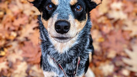 Simon's Peanut Butter Pill Wrap