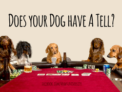 Does Your Dog Have a Tell?