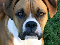 Lack of Aggression is Not a Sign of Safety