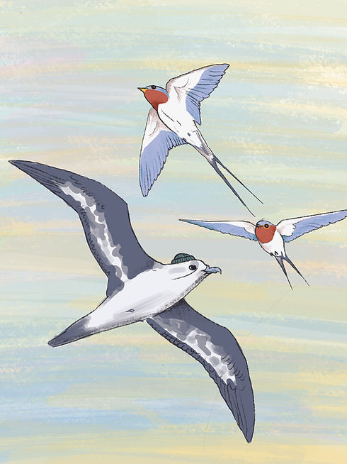 seabirds randalph (1).jpg