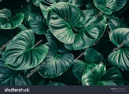 stock-photo-tropical-leaf-background-dar